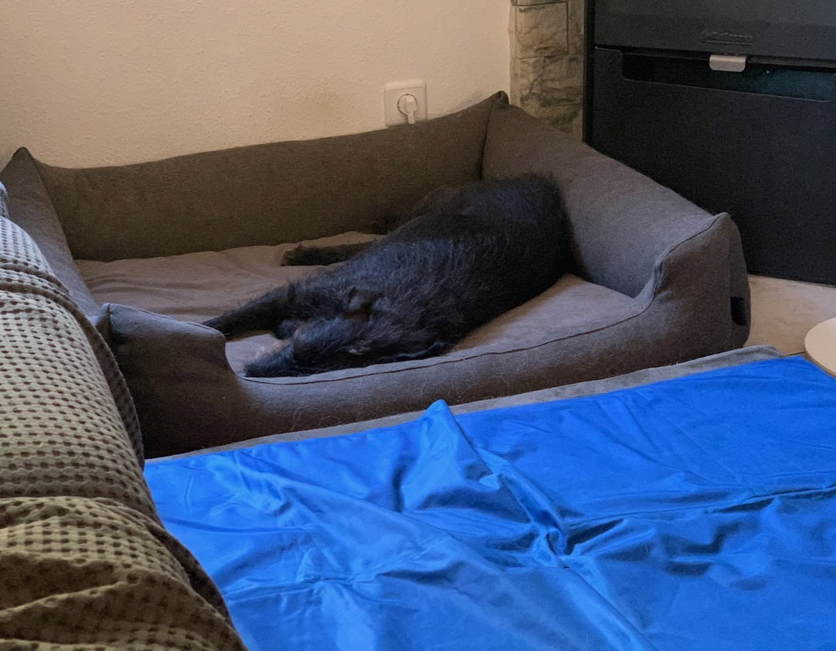 Schwarze Hündin liegt in einem Hundebett, davor liegt eine blaue Kühlmatte. Beschriftung lautet: Dein Hund sollte immer die Möglichkeit haben entweder auf der Kühlmatte oder daneben zu liegen.