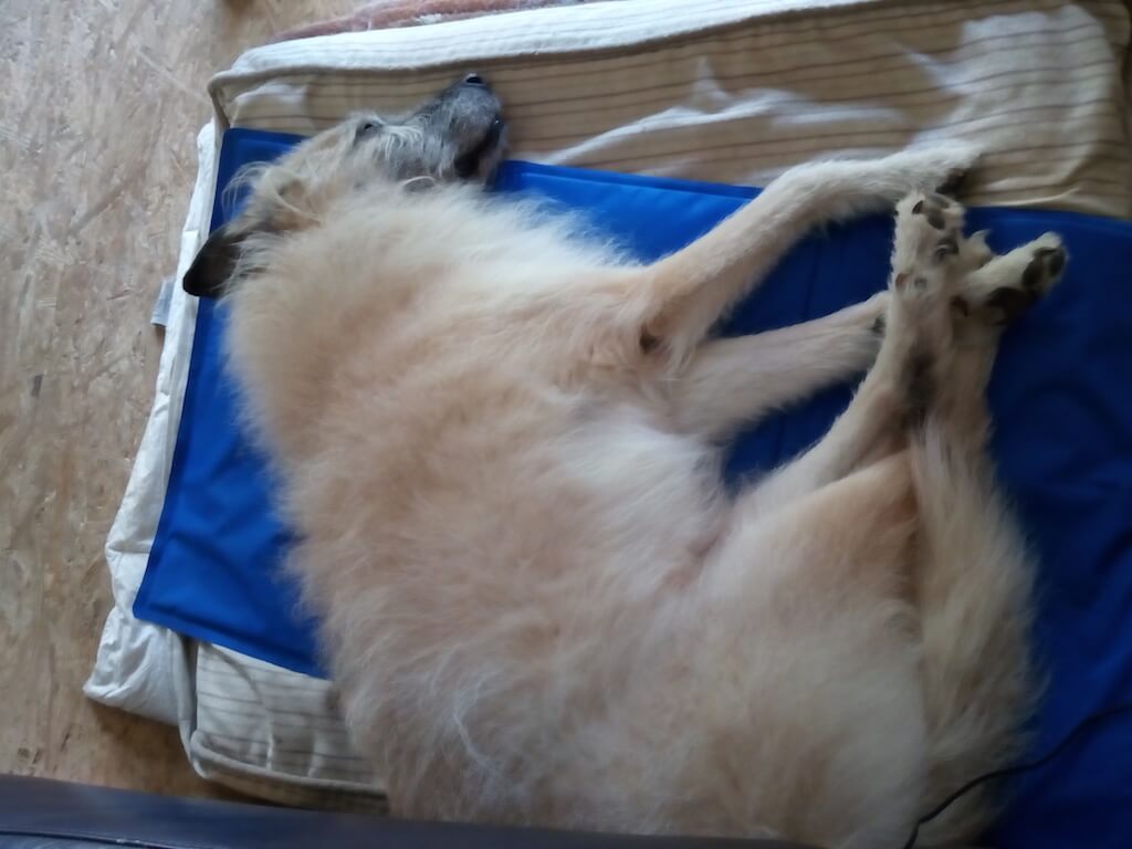 Ein weißer Hund liegt auf der Seite auf einer Kühlmatte, die auf einem Kissen liegt.