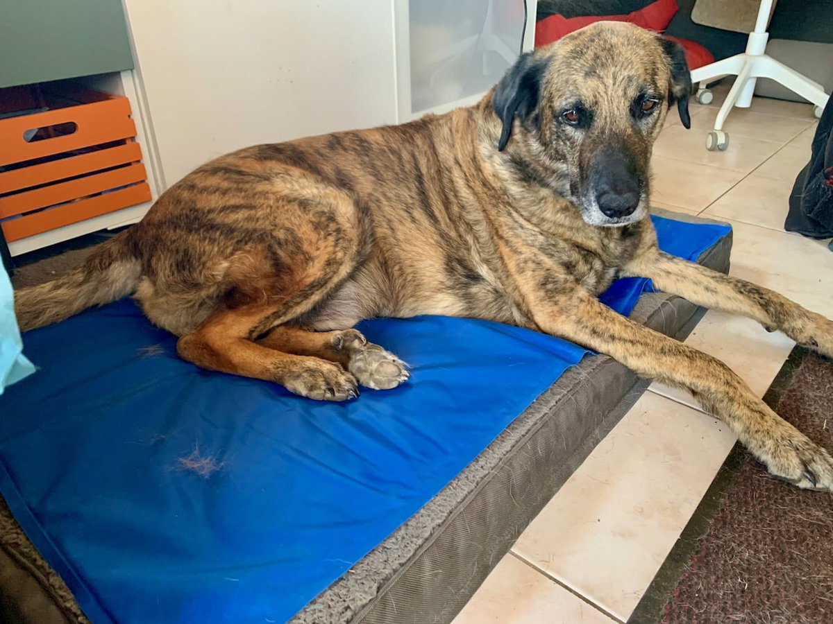 Ein Hund liegt vor einem Schrank auf einer blauen Kühlmatte auf einem orthopädischen Hundekissen. Beschriftung lautet: Bei Kühlmatten musst Du immer auf eine ungiftige Füllung achten.