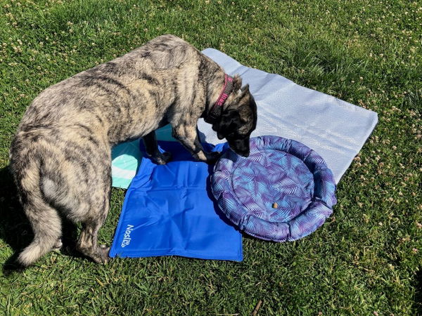 Gut und günstig: Das ist die beste Kühlmatte für Hunde bei Sommerhitze