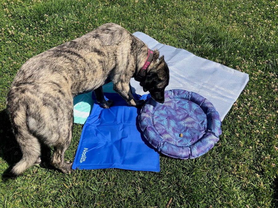Gut und günstig: Das ist die beste Kühlmatte für Hunde bei Sommerhitze