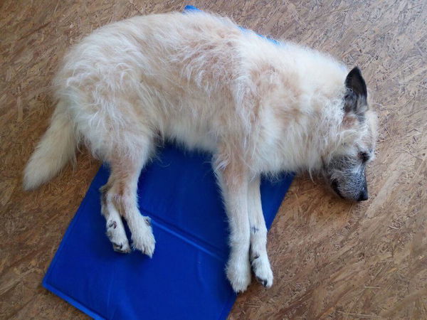 Giftig oder nicht? Alles Wissenswerte rund um Gel-Kühlmatten für Hunde