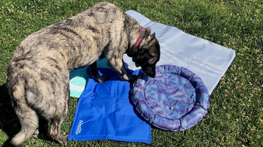 Kaufratgeber und Vergleich: Die besten Kühlmatten für Hunde im Test!