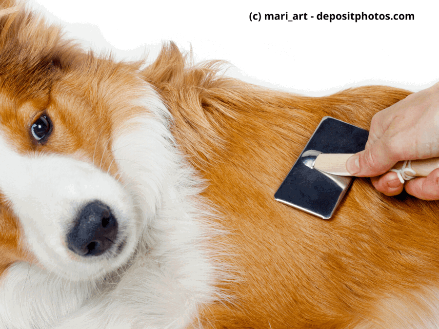 Die richtige Hundepflege - Tipps und Tricks für Hundehalter