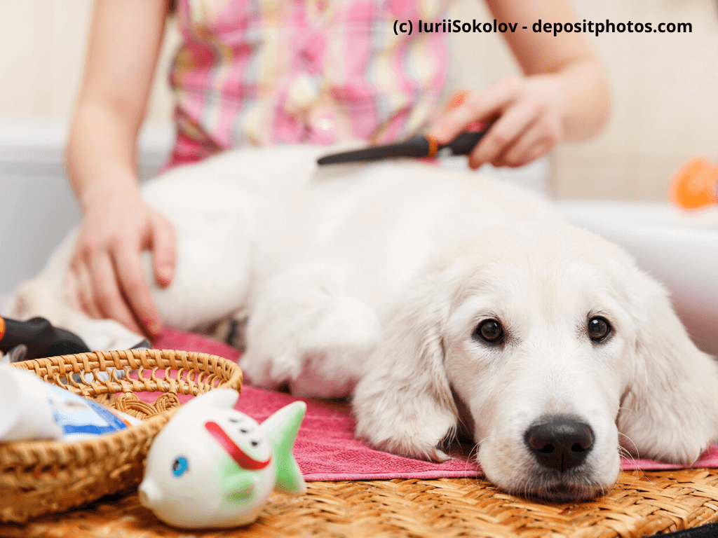Körperpflege Hund für Hundebesitzer