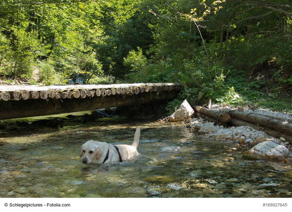 Baden mit dem Hund: Zecken-Halsband oder Spot-on, das musst Du beachten!