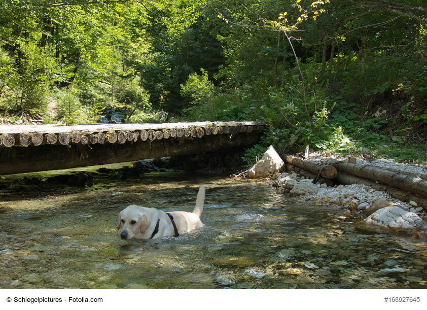 Baden mit dem Hund: Zecken-Halsband oder Spot-on, das musst Du beachten!