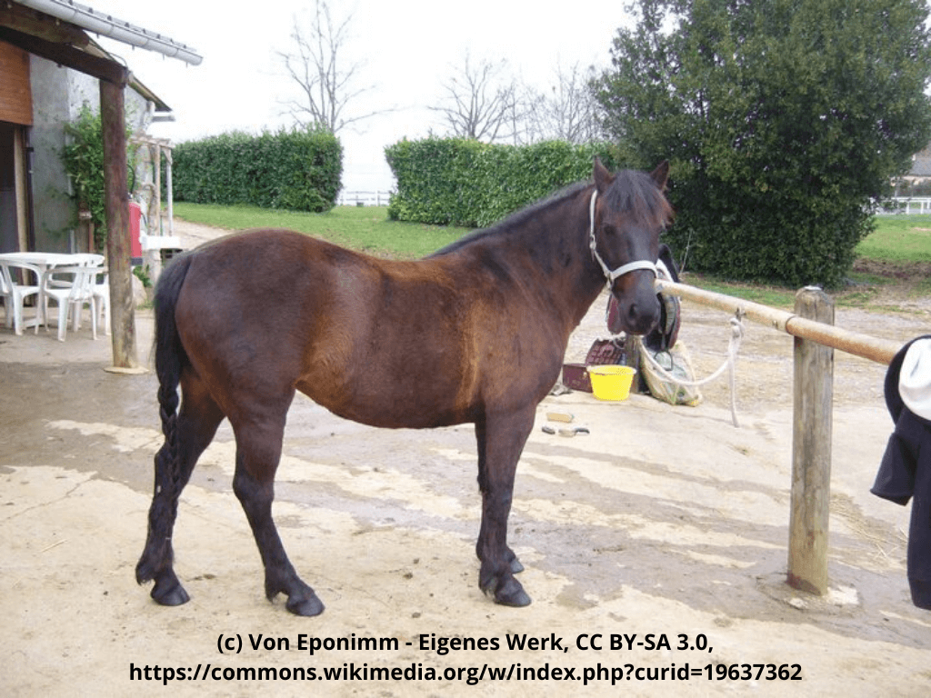 Landais-Pony