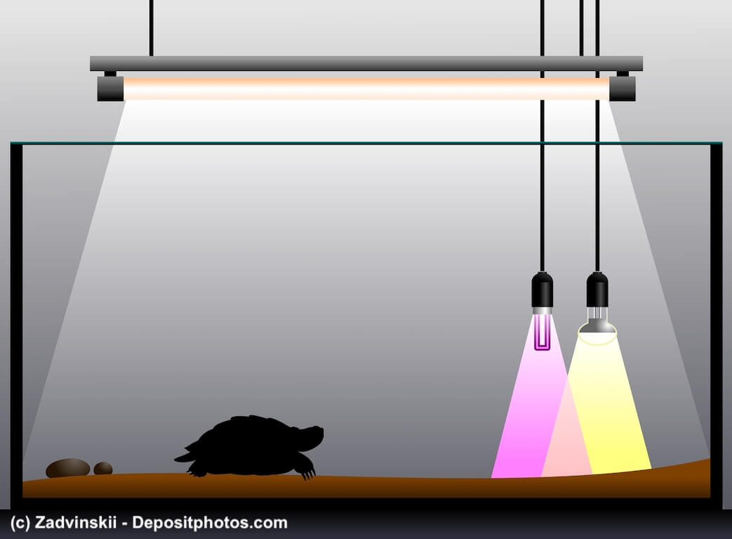 Grafik eines Terrariums mit einer Schildkröte und Wärmelampen