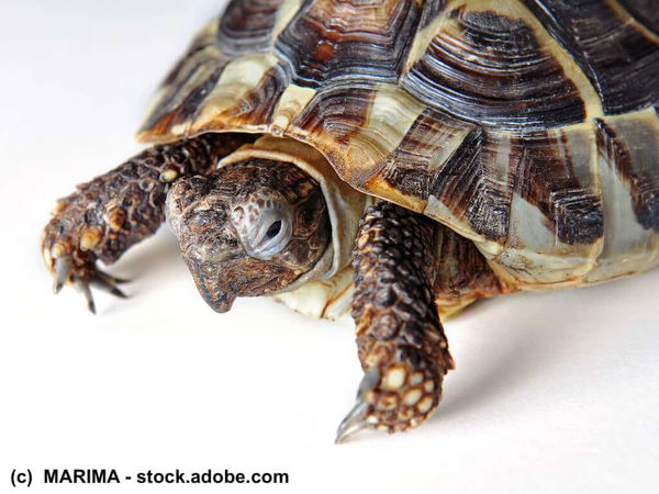Die häufigsten Krankheiten von Landschildkröten in Privathaltung