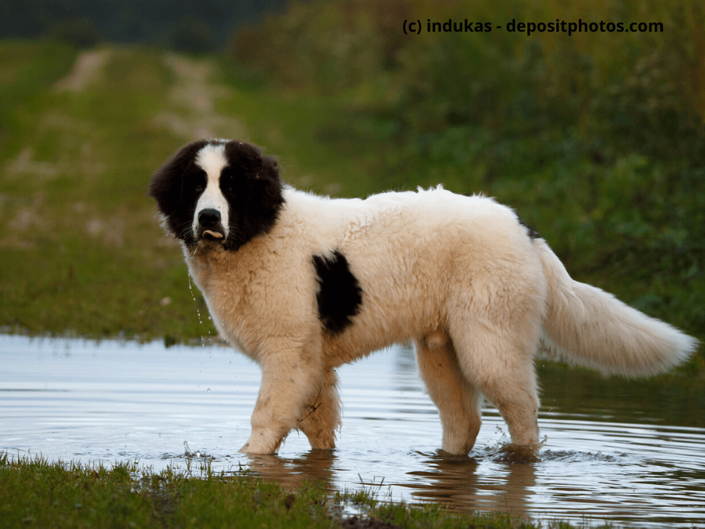 Landseer Steckbrief