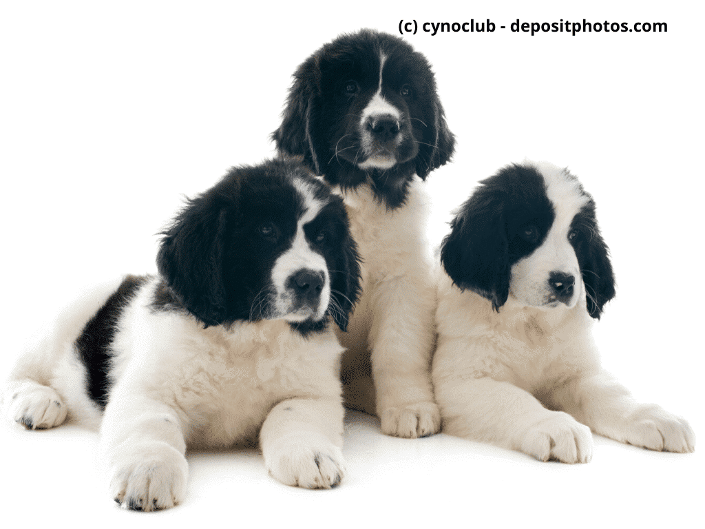 Landseer Welpen vor weißem Hintergrund