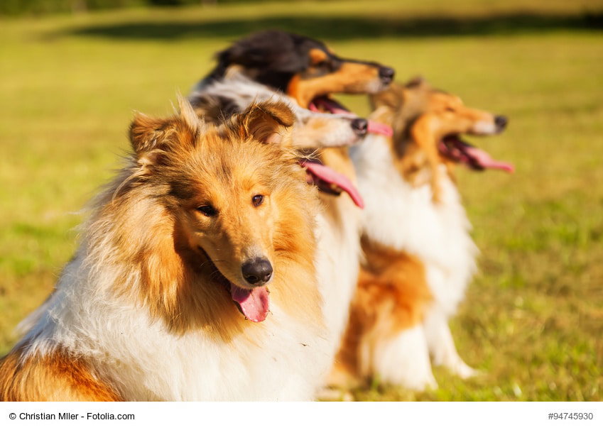 Langhaarcollie Portrait im Hintergrund 3 weitere Collies