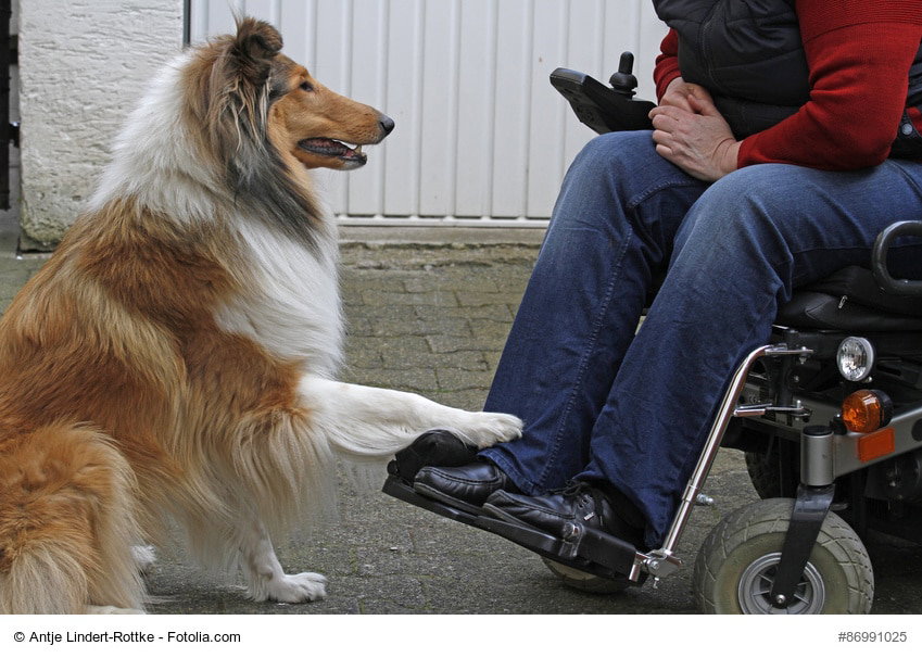 Langhaarcollie vor einem Menschen im Rollstuhl
