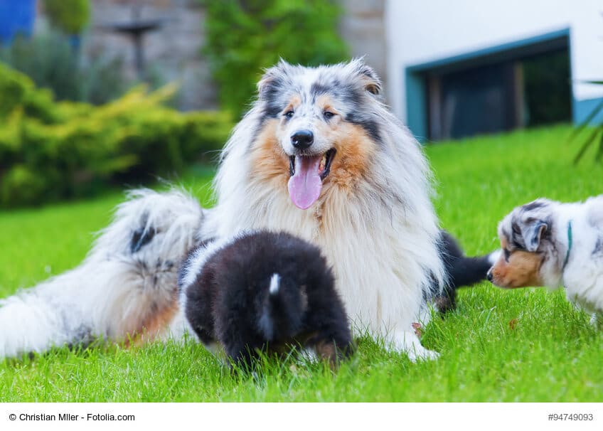 Langhaarcollie Hündin mit Welpen