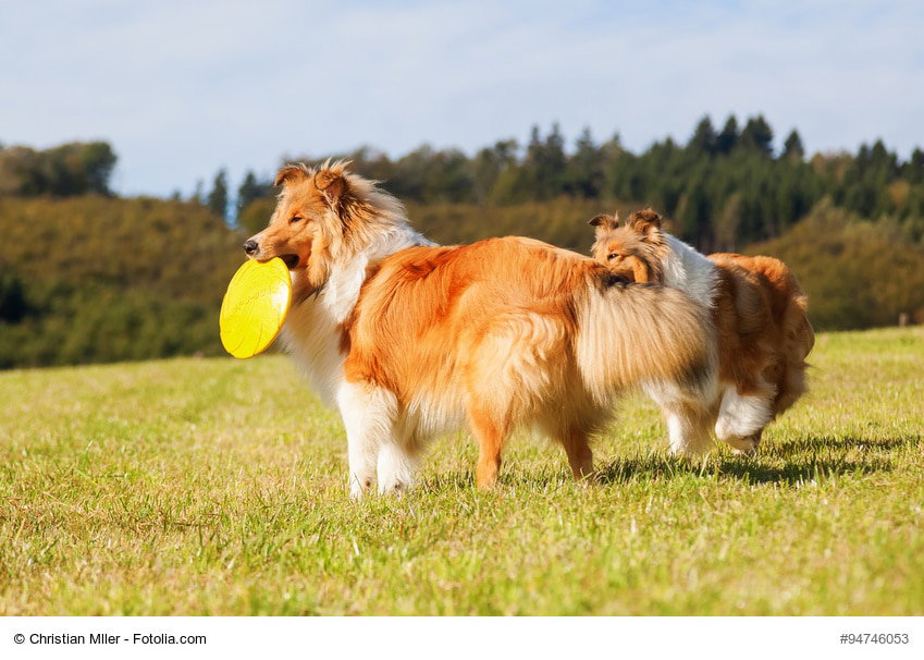 Langhaarcollie stehend auf einer Wiese mit Frisbee