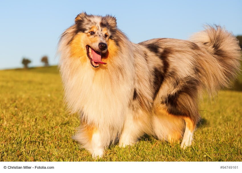 Langhaarcollie