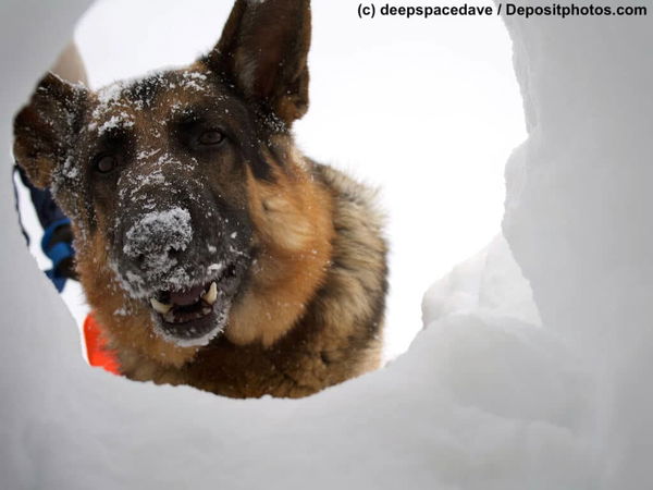 Lawinensuchhunde - Lebensretter im Schnee