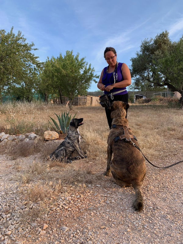 Wie viel Zeit brauche ich für Hundetraining?