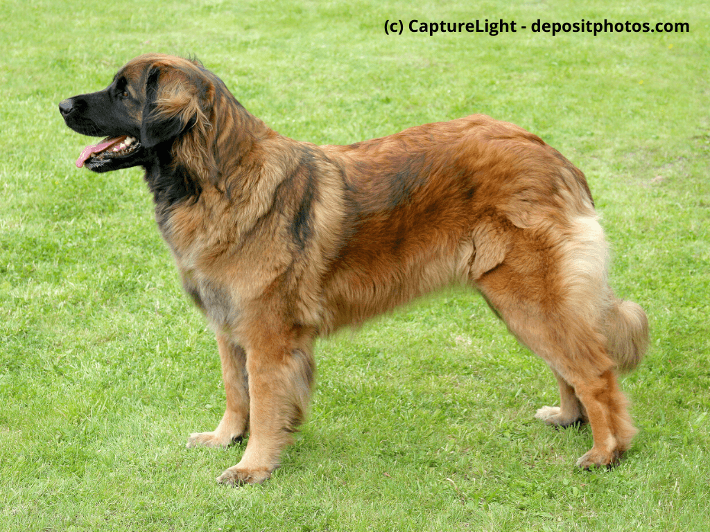 Leonberger