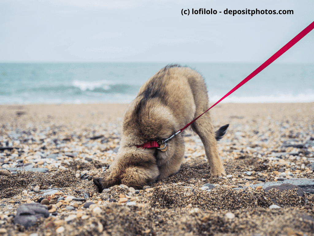 Leonberger Welpe buddelt am Strand