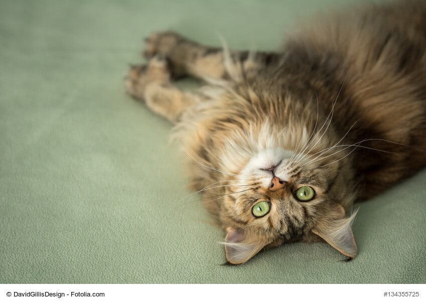 Maine Coon sind verspielte Katzen