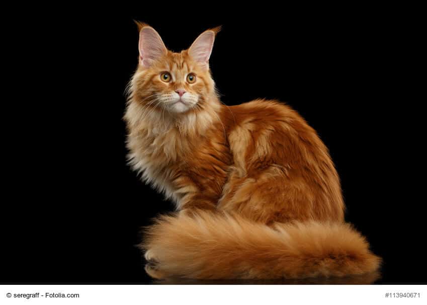 Maine Coon