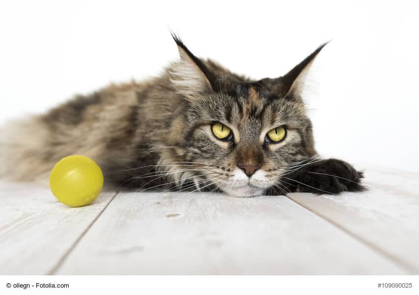 Achtung: Diese Katzenrassen solltest du nicht in der Wohnung halten!