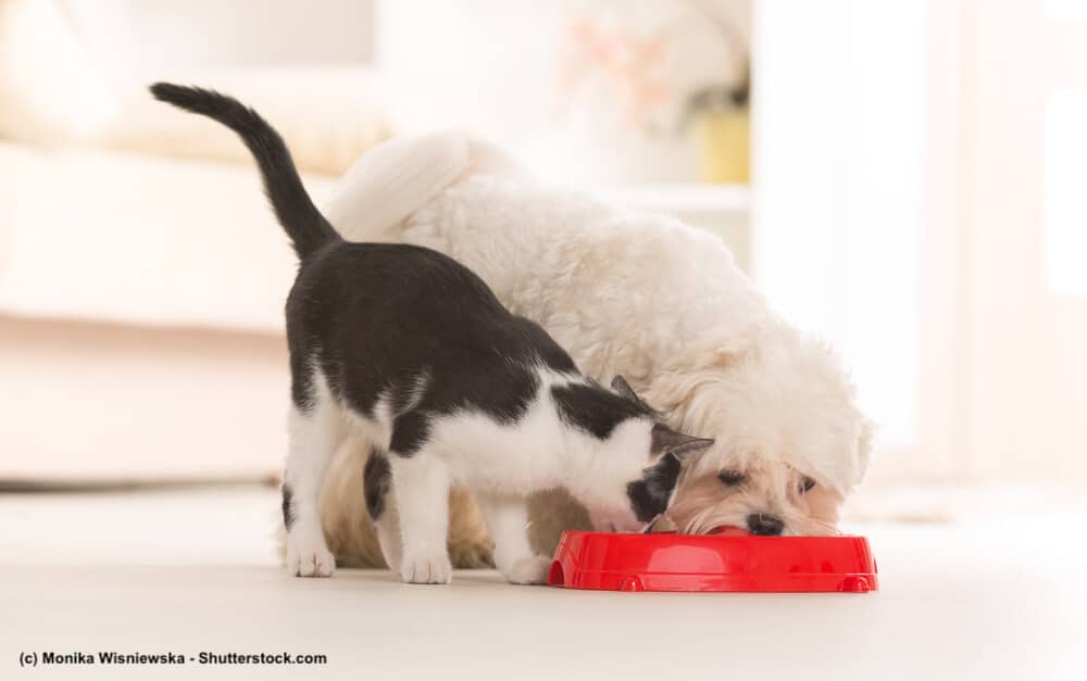 Malteser mit Katze