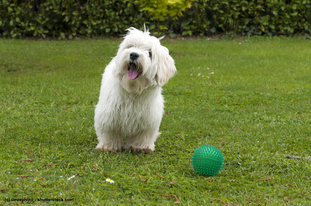Malteser mit Ball im Garten