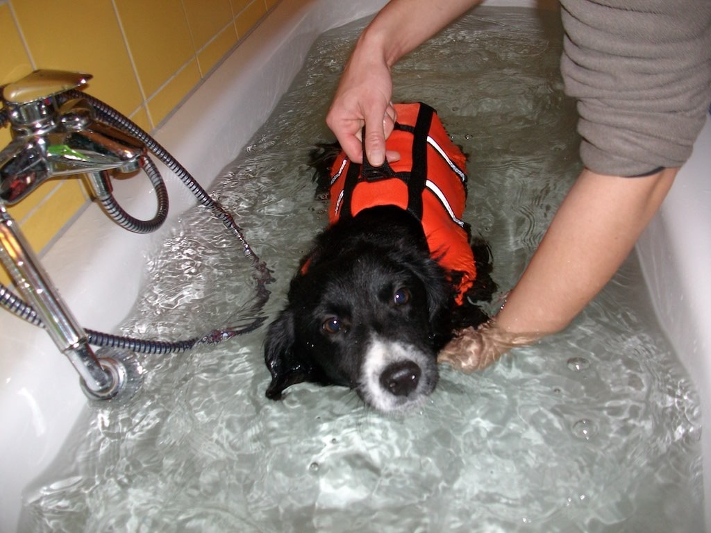 Hund Marbo während seiner Schwimmtherapie im Wasser