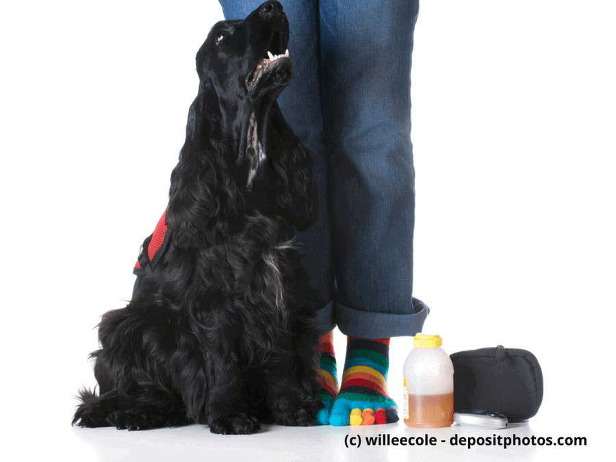 Assistenzhunde mal anders: die Diabetiker-, Epilepsie- und Schlaganfall-Warnhunde