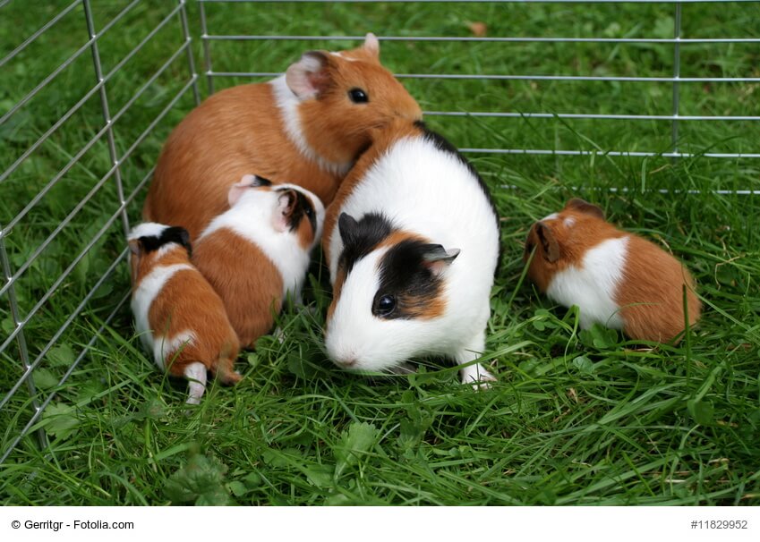 Meerschweinchen Familie im Gras