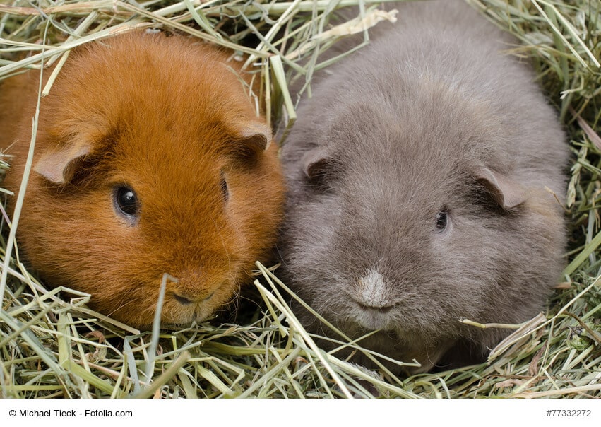 Zwei Meerschweinchen kuscheln sich ins Heu