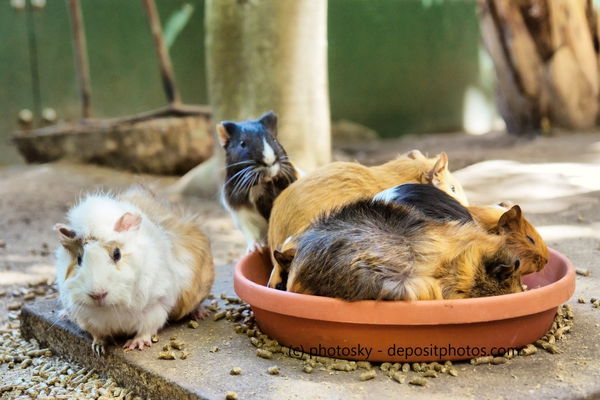 Kaufratgeber: Der beste Meerschweinchen Käfig