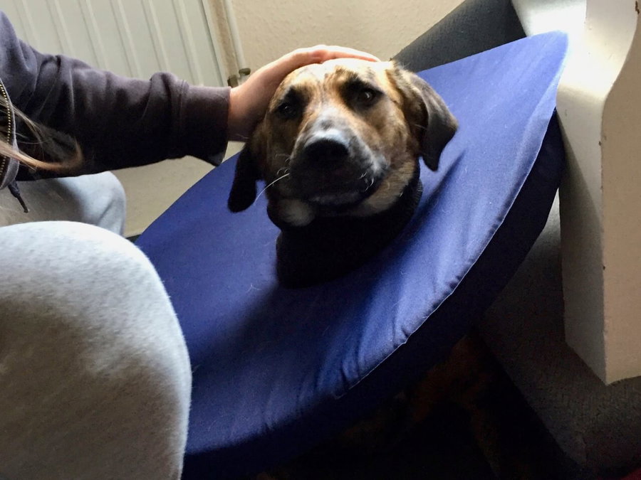 Das ist gruselig! Meideverhalten beim Hund erkennen und verstehen