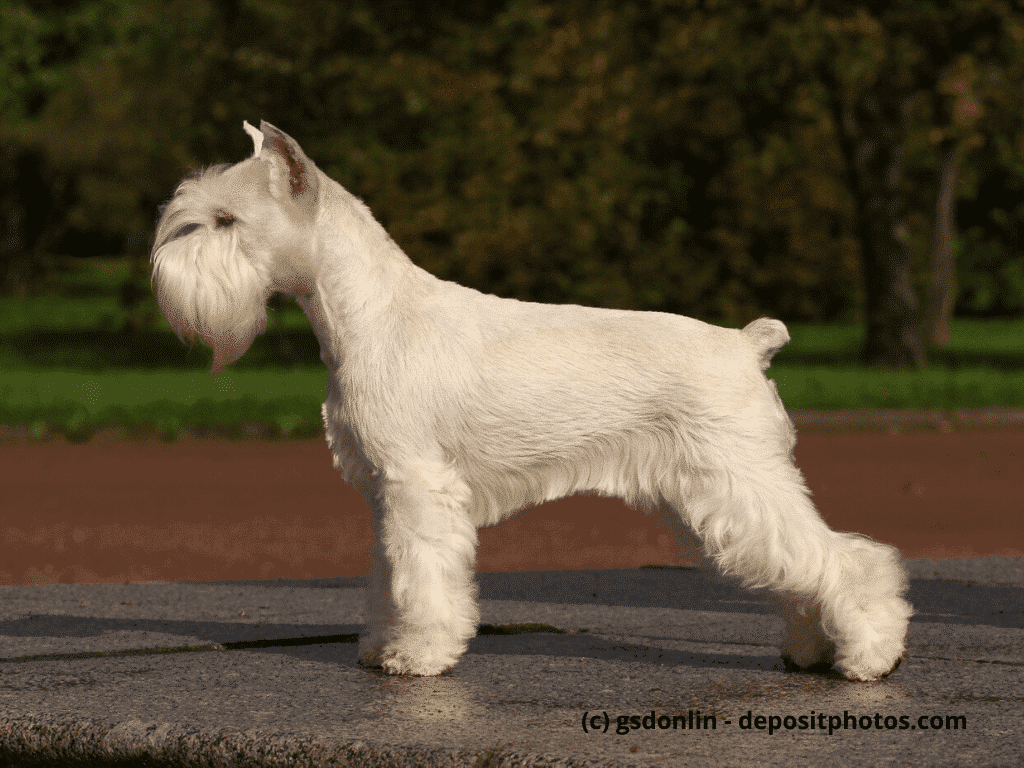 Mittelschnauzer