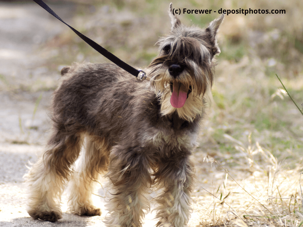Mittelschnauzer an der Leine auf einem Waldweg