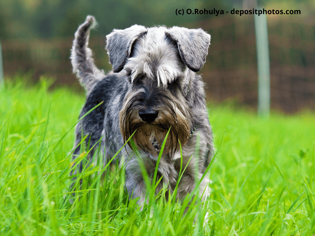 Mittelschnauzer hat etwas im Gras entdeckt