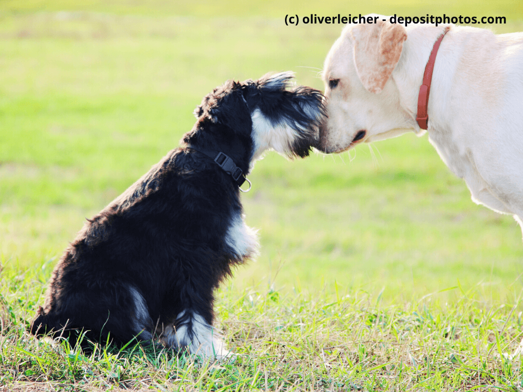 Mittelschnauzer lernt anderen Hund kennen im Freien