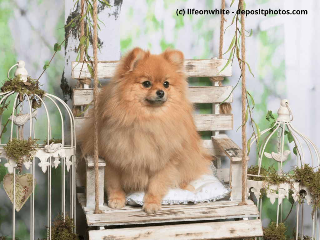 Zwergspitz - Pomeranian im Fotostudio sitzt auf Stuhl