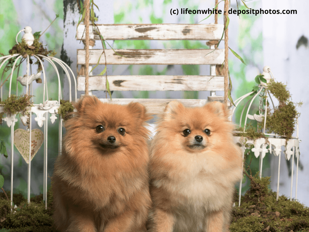Zwergspitz - Pomeranian sitzen im Fotostudio