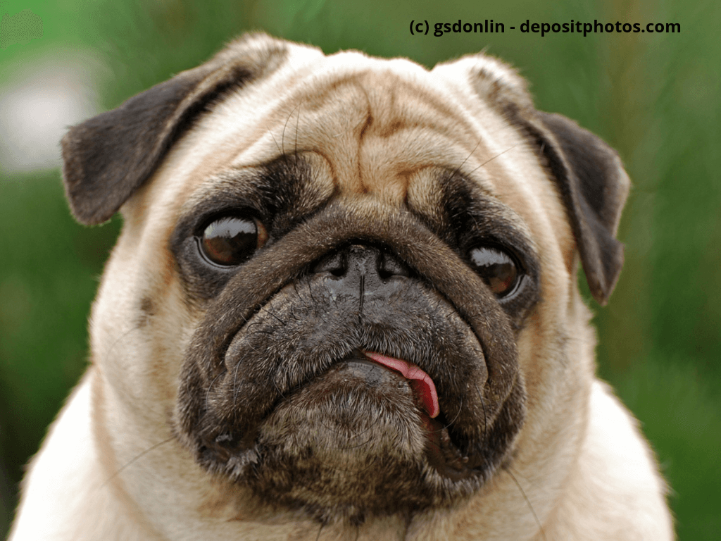 Mops Porträt