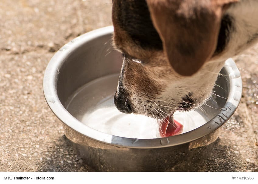 Nahaufnahme eines Hundes, der aus einem Wassernapf trinkt. Man sieht die Zunge Beschriftung lautet: Gerade wenn er Fieber hat ist es wichtig, dass dein Hund genügend trinkt.