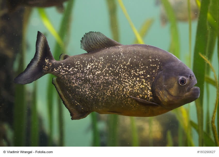 Schwarzer Piranha schwimmt durch Unterwasserpflanzen