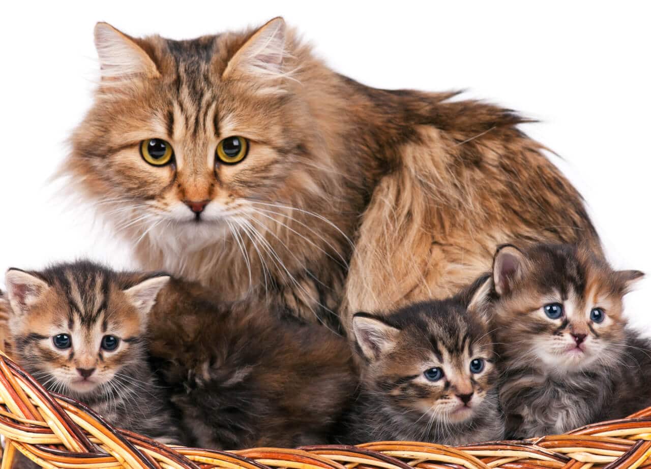 Norwegische Waldkatze sitzt mit drei Kitten in einem Weidenkorb