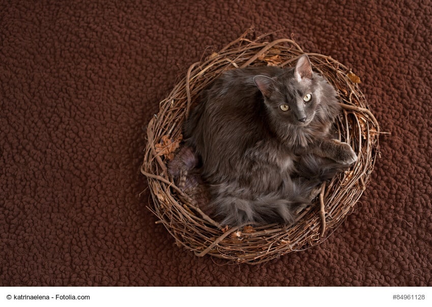 Nebelung Katze in Weidenkorb