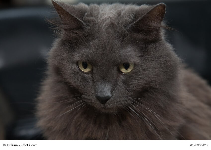Nebelung