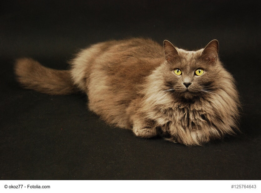 Silber schimmernde Nebelung Katze