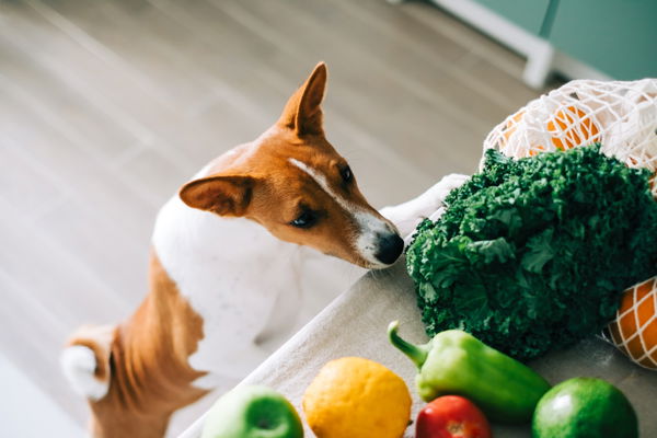 Diätfutter für Hunde – Kampf dem Übergewicht